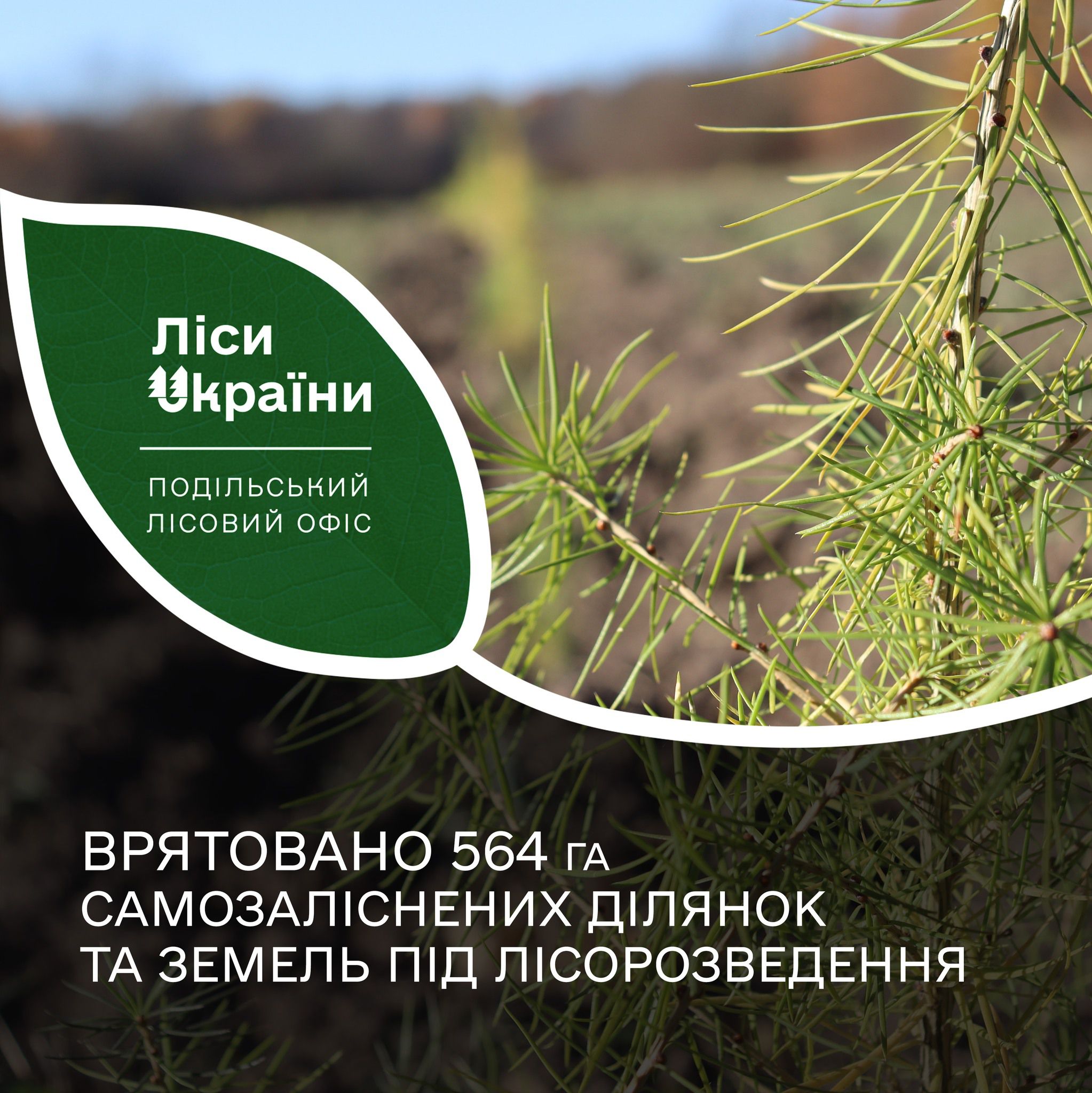 У 2024 році врятували 564 га самозаліснених та деградованих земель – це у 3,5 рази більше, ніж торік